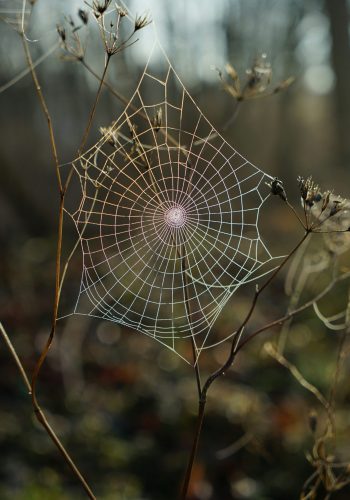 robert-anasch-h7dl6upIOOs-unsplash robert-anasch-h7dl6upIOOs-unsplash